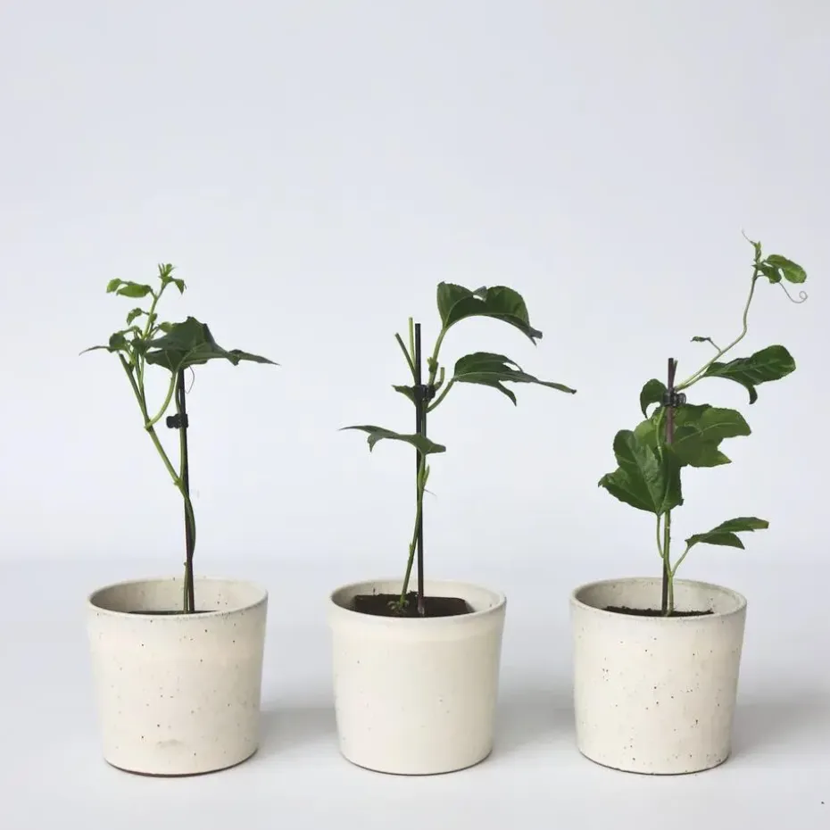 Passiebloem - Set van 6 - Passiflora edulis 'Frederick' - Hoogte 25-40cm - ⌀9cm