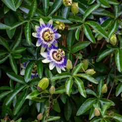 Passiebloem - Set van 6 - Passiflora edulis 'Frederick' - Hoogte 25-40cm - ⌀9cm