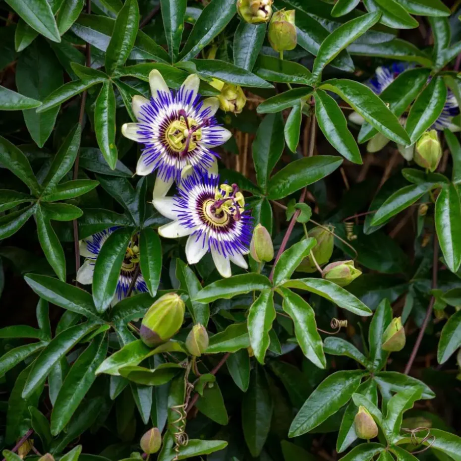 Passiebloem - Set van 6 - Passiflora edulis 'Frederick' - Hoogte 25-40cm - ⌀9cm