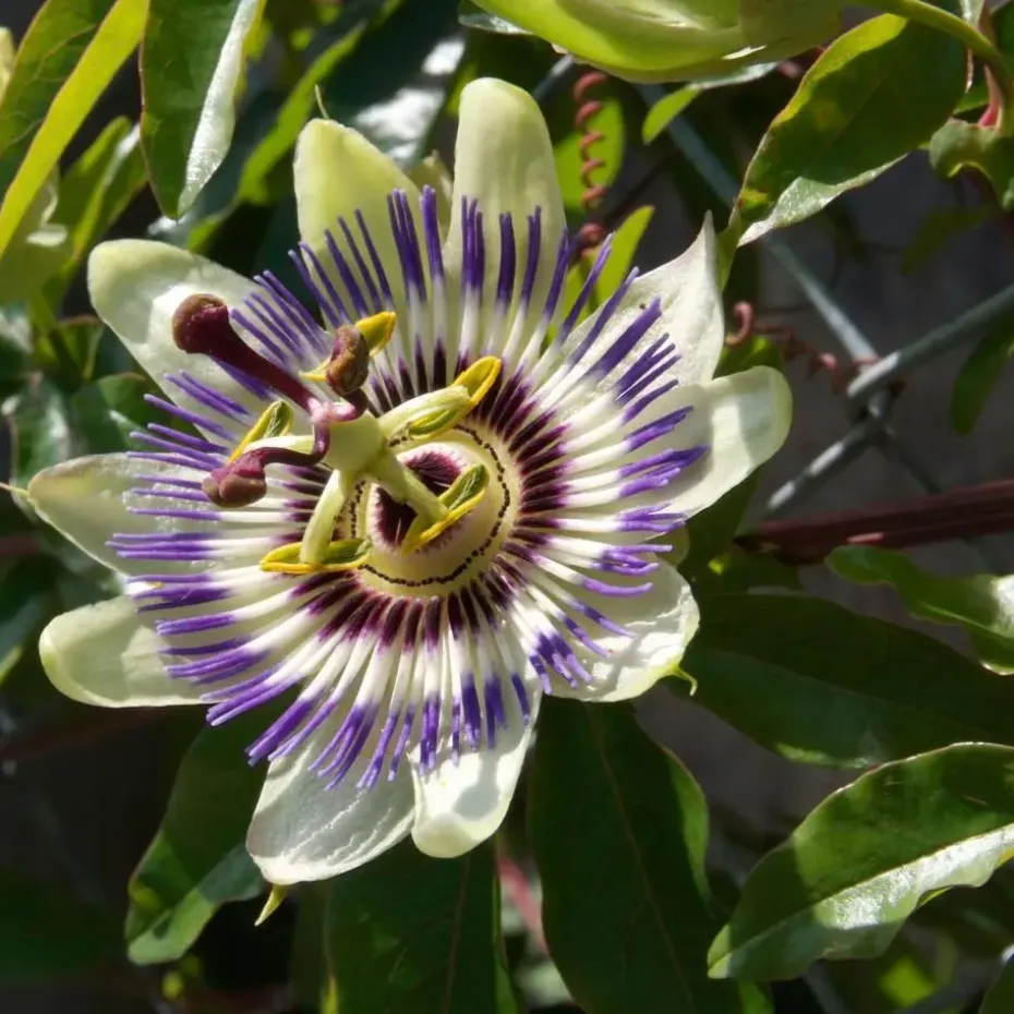 Passiebloem - Set van 6 - Passiflora edulis 'Frederick' - Hoogte 25-40cm - ⌀9cm