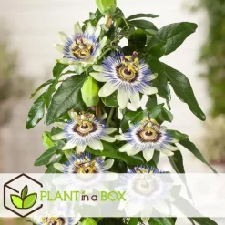 Passiebloem - Set van 6 - Passiflora edulis 'Frederick' - Hoogte 25-40cm - ⌀9cm