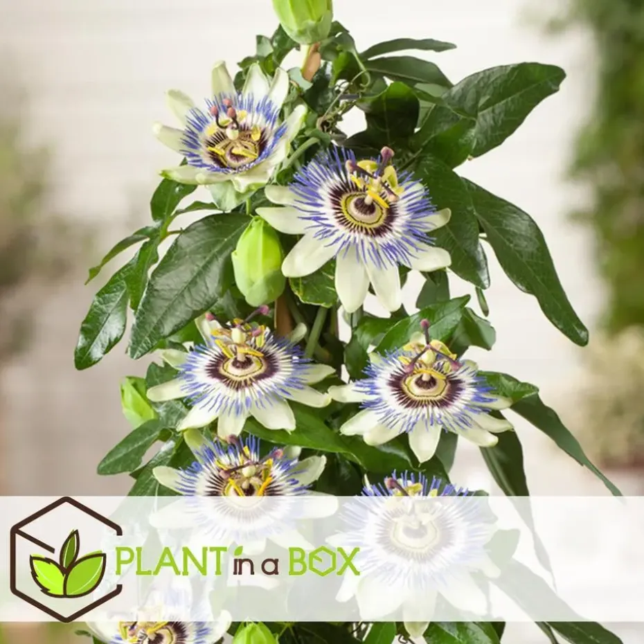 Passiebloem - Set van 6 - Passiflora edulis 'Frederick' - Hoogte 25-40cm - ⌀9cm