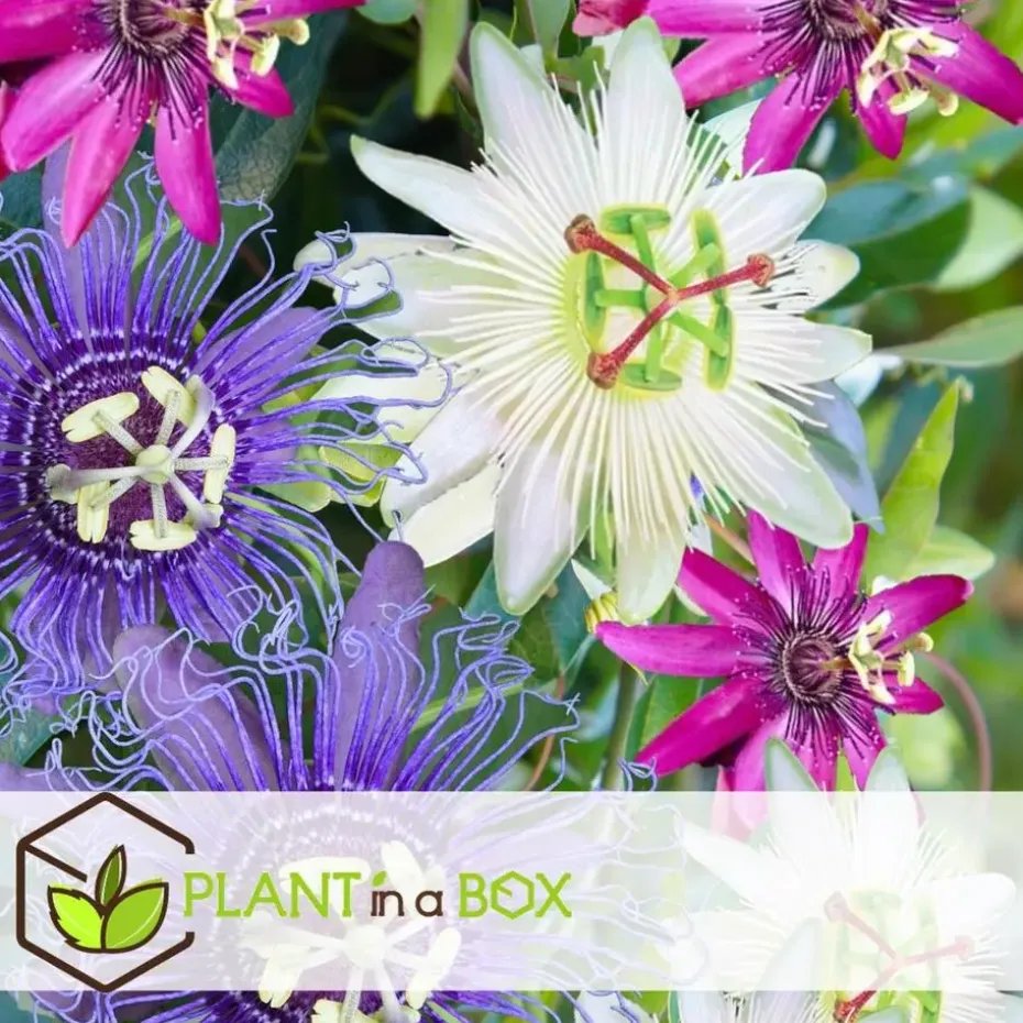 Passiebloem - Set van 3 - Passiflora hybridum - Hoogte 25-40cm - ⌀9cm