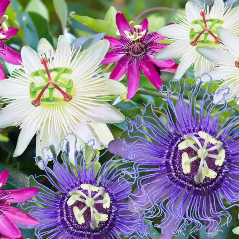 Passiebloem - Set van 3 - Passiflora hybridum - Hoogte 25-40cm - ⌀9cm