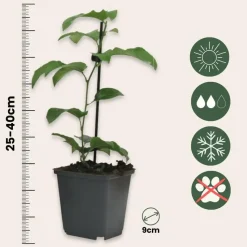 Passiebloem - Set van 3 - Passiflora hybridum - Hoogte 25-40cm - ⌀9cm