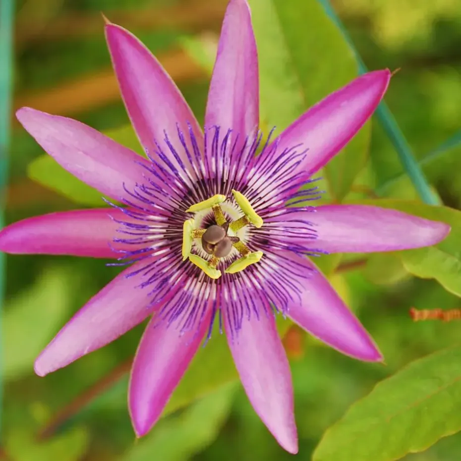 Passiebloem - Set van 3 - Passiflora hybridum - Hoogte 25-40cm - ⌀9cm
