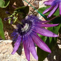 Passiebloem - Set van 3 - Passiflora hybridum - Hoogte 25-40cm - ⌀9cm