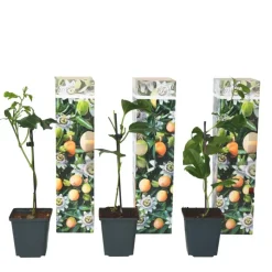 Passiebloem - Set van 3 - Passiflora edulis 'Frederick' - Hoogte 25-40cm - ⌀9cm