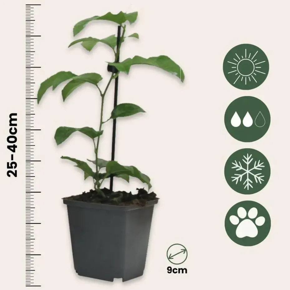 Passiebloem - Set van 3 - Passiflora edulis 'Frederick' - Hoogte 25-40cm - ⌀9cm