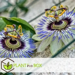 Passiebloem - Set van 3 - Passiflora edulis 'Frederick' - Hoogte 25-40cm - ⌀9cm