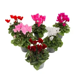 Perzisch cyclaam - Set van 6 - Cyclamen persicum - Hoogte 10-20cm - ⌀9cm