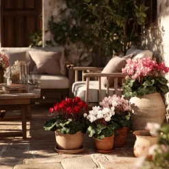 Perzisch cyclaam - Set van 6 - Cyclamen persicum - Hoogte 10-20cm - ⌀9cm