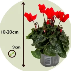 Perzisch cyclaam - Set van 6 - Cyclamen persicum - Hoogte 10-20cm - ⌀9cm