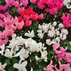 Perzisch cyclaam - Set van 6 - Cyclamen persicum - Hoogte 10-20cm - ⌀9cm