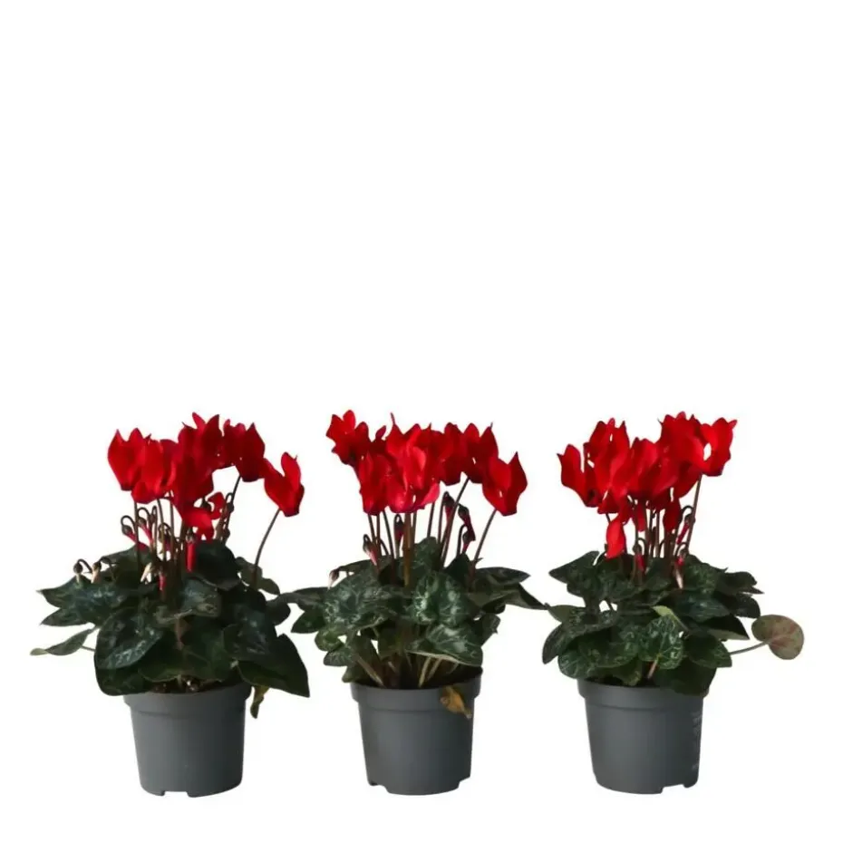 Perzisch cyclaam - Set van 6 - Cyclamen Winfall Scarlet - Hoogte 10-20cm - ⌀9cm