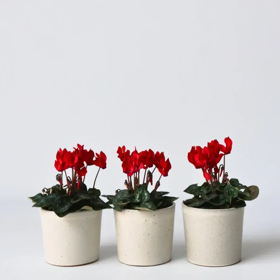Perzisch cyclaam - Set van 6 - Cyclamen Winfall Scarlet - Hoogte 10-20cm - ⌀9cm