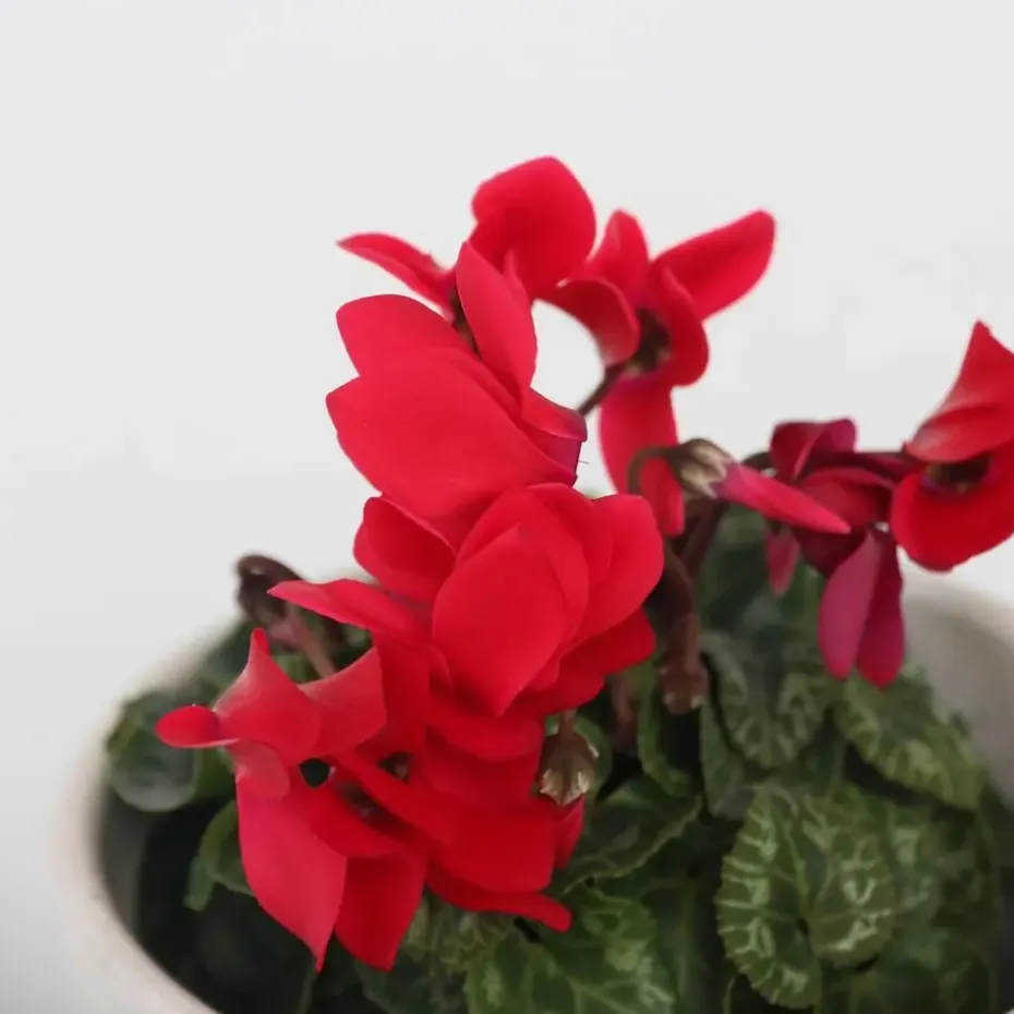 Perzisch cyclaam - Set van 6 - Cyclamen Winfall Scarlet - Hoogte 10-20cm - ⌀9cm