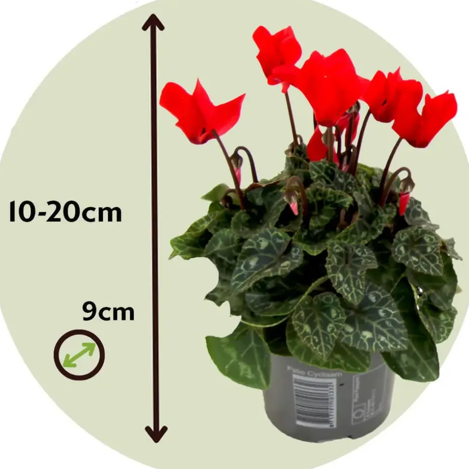 Perzisch cyclaam - Set van 6 - Cyclamen Winfall Scarlet - Hoogte 10-20cm - ⌀9cm
