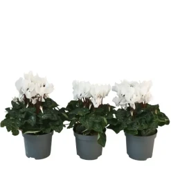 Perzisch cyclaam - Set van 3 - Cyclamen 'Metis White' - Hoogte 10-20cm - ⌀9cm