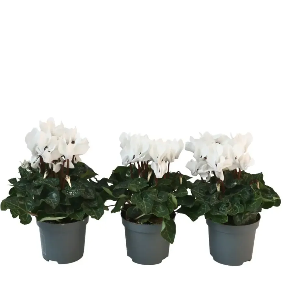 Perzisch cyclaam - Set van 3 - Cyclamen 'Metis White' - Hoogte 10-20cm - ⌀9cm