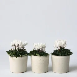 Perzisch cyclaam - Set van 3 - Cyclamen 'Metis White' - Hoogte 10-20cm - ⌀9cm