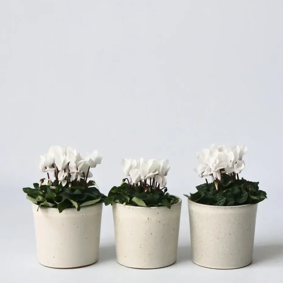 Perzisch cyclaam - Set van 3 - Cyclamen 'Metis White' - Hoogte 10-20cm - ⌀9cm