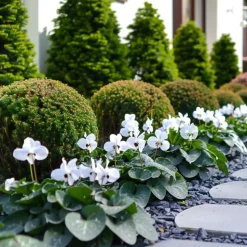 Perzisch cyclaam - Set van 3 - Cyclamen 'Metis White' - Hoogte 10-20cm - ⌀9cm