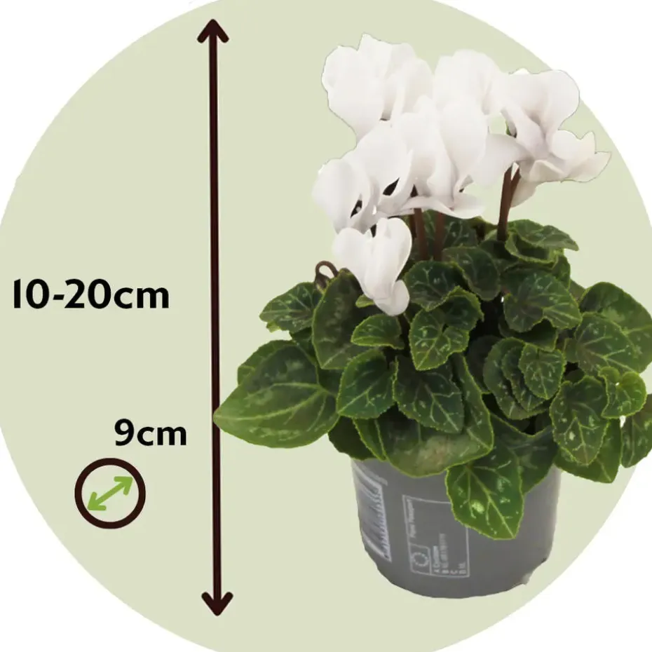 Perzisch cyclaam - Set van 3 - Cyclamen 'Metis White' - Hoogte 10-20cm - ⌀9cm