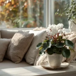 Perzisch cyclaam - Set van 3 - Cyclamen 'Metis White' - Hoogte 10-20cm - ⌀9cm