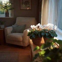 Perzisch cyclaam - Set van 3 - Cyclamen 'Metis White' - Hoogte 10-20cm - ⌀9cm