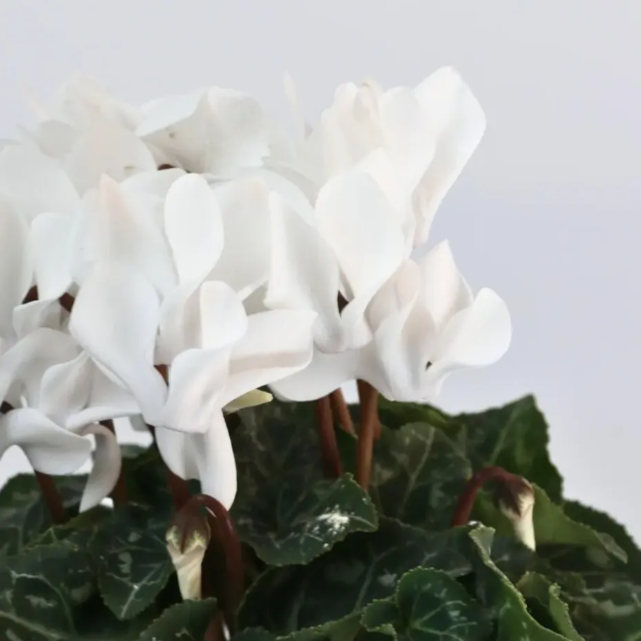 Perzisch cyclaam - Set van 3 - Cyclamen 'Metis White' - Hoogte 10-20cm - ⌀9cm