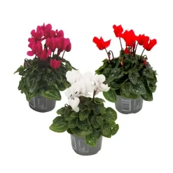 Perzisch cyclaam - Set van 3 - Cyclamen persicum - Hoogte 10-20cm - ⌀9cm