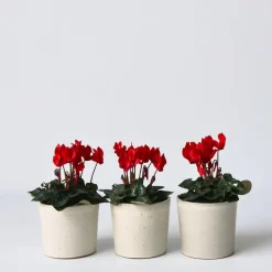 Perzisch cyclaam - Set van 3 - Cyclamen Winfall Scarlet - Hoogte 10-20cm - ⌀9cm