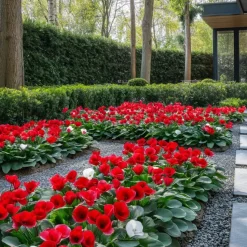 Perzisch cyclaam - Set van 3 - Cyclamen Winfall Scarlet - Hoogte 10-20cm - ⌀9cm