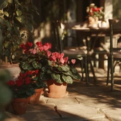 Perzisch cyclaam - Set van 3 - Cyclamen Winfall Scarlet - Hoogte 10-20cm - ⌀9cm