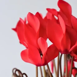 Perzisch cyclaam - Set van 3 - Cyclamen Winfall Scarlet - Hoogte 10-20cm - ⌀9cm