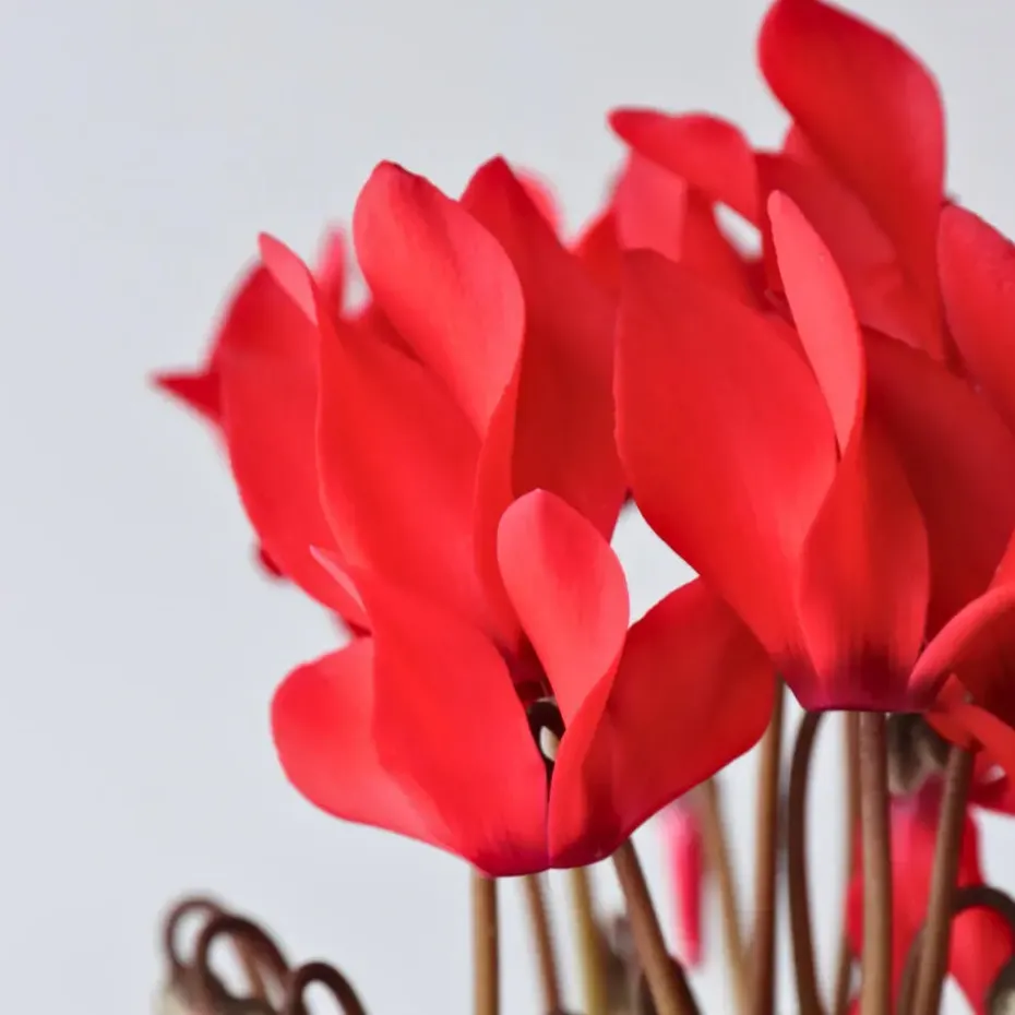 Perzisch cyclaam - Set van 3 - Cyclamen Winfall Scarlet - Hoogte 10-20cm - ⌀9cm