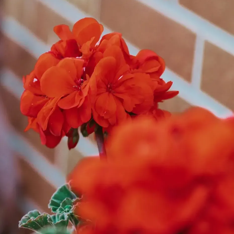 Perzisch cyclaam - Set van 3 - Cyclamen Winfall Scarlet - Hoogte 10-20cm - ⌀9cm