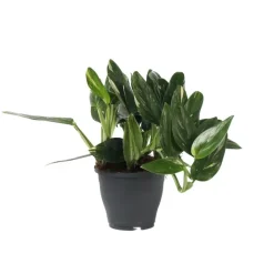 Philodendron - Philodendron Cobra - Hoogte 55-65cm - ⌀19cm