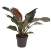 Philodendron - Philodendron 'Imperial Red' - Hoogte 50cm - ⌀19cm