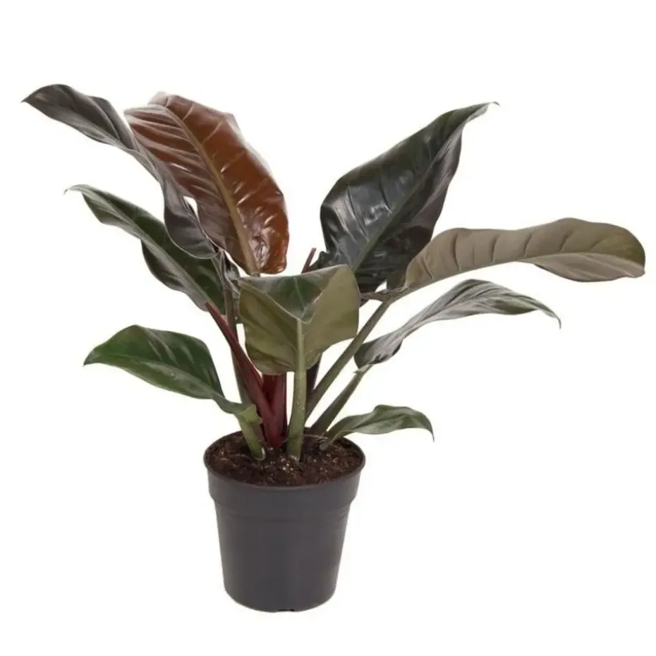 Philodendron - Philodendron 'Imperial Red' - Hoogte 50cm - ⌀19cm