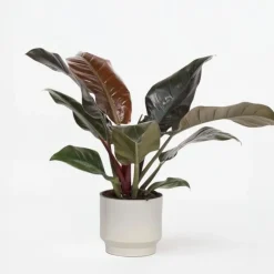 Philodendron - Philodendron 'Imperial Red' - Hoogte 50cm - ⌀19cm