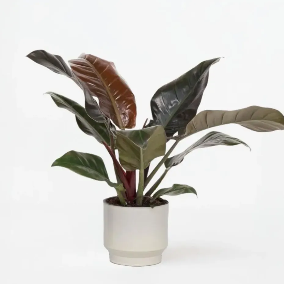 Philodendron - Philodendron 'Imperial Red' - Hoogte 50cm - ⌀19cm