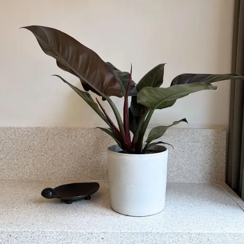 Philodendron - Philodendron 'Imperial Red' - Hoogte 50cm - ⌀19cm