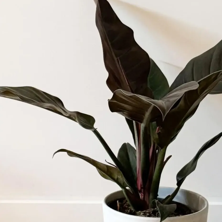 Philodendron - Philodendron 'Imperial Red' - Hoogte 50cm - ⌀19cm