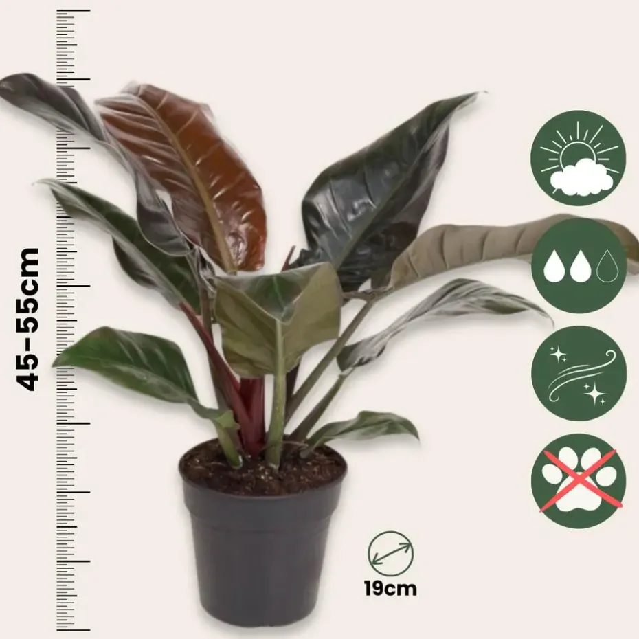 Philodendron - Philodendron 'Imperial Red' - Hoogte 50cm - ⌀19cm