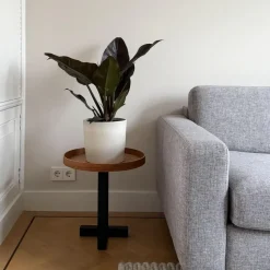 Philodendron - Philodendron 'Imperial Red' - Hoogte 50cm - ⌀19cm