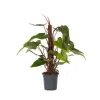Philodendron - Philodendron Red Emerald Kratiste - Hoogte 70-80cm - ⌀19cm