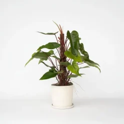 Philodendron - Philodendron Red Emerald Kratiste - Hoogte 70-80cm - ⌀19cm