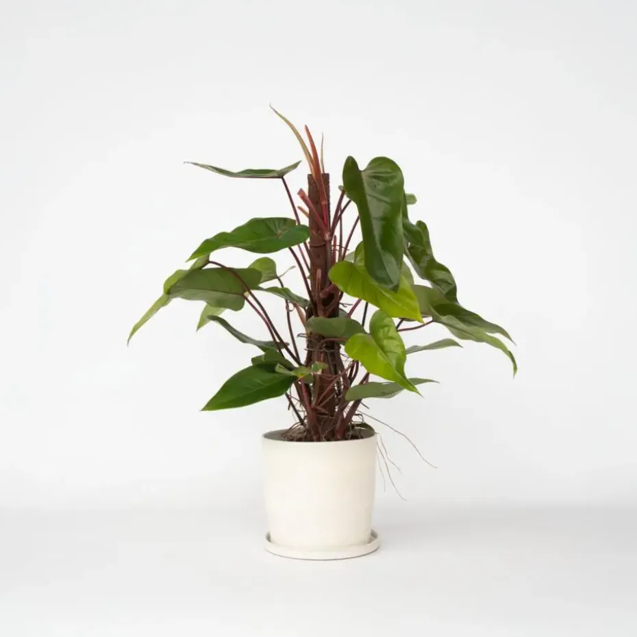 Philodendron - Philodendron Red Emerald Kratiste - Hoogte 70-80cm - ⌀19cm